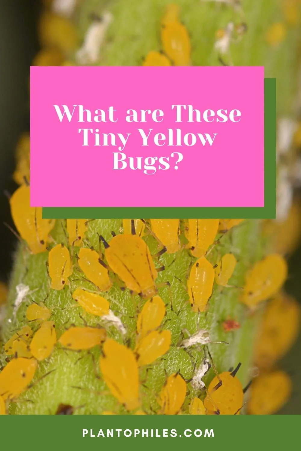 What are These Tiny Yellow Bugs?