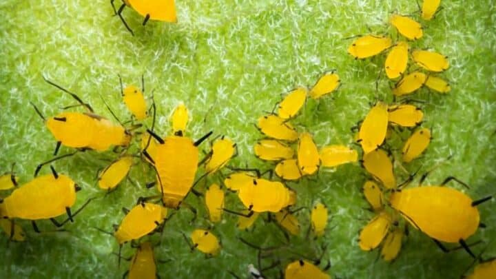What are These Tiny Yellow Bugs? – #1 Best Answer