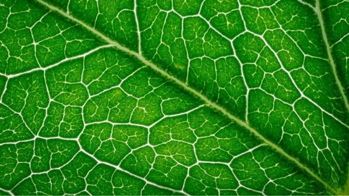 Why Does Chlorophyll Appear Green? Interesting Facts!