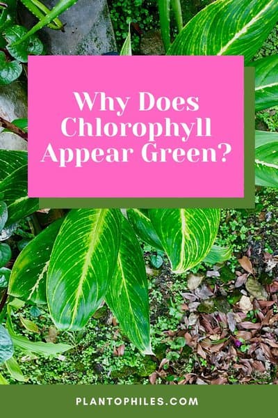 Why Does Chlorophyll Appear Green?