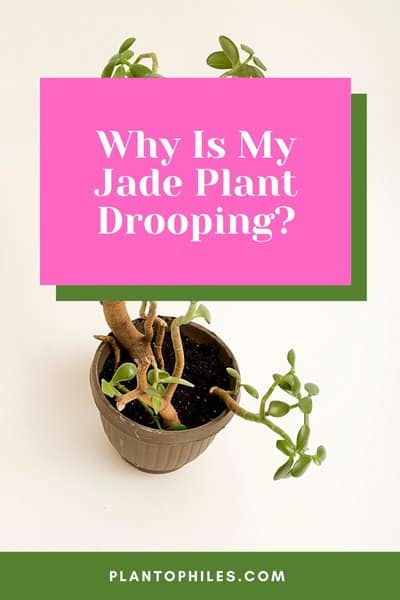 Why Is My Jade Plant Drooping?