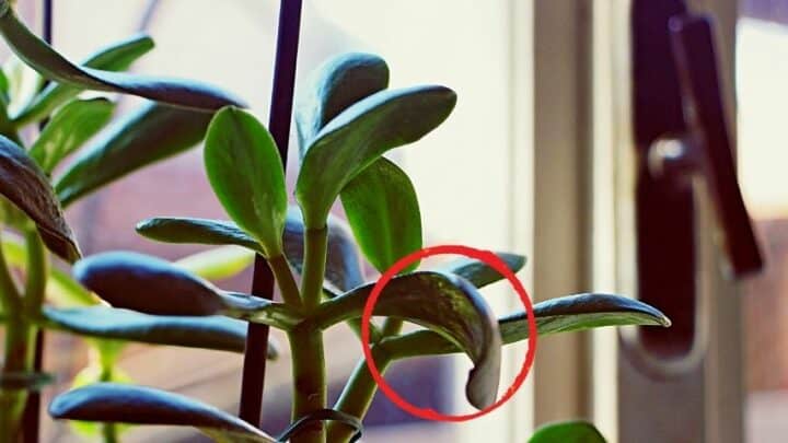 Why Is My Jade Plant Drooping? 7 Best Reasons!