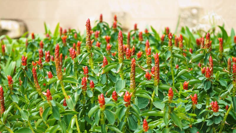 Wild Ginger is good for low-maintenance houseplants that thrive in the shade of the trees