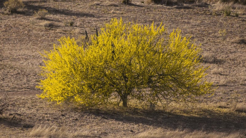 Yellow Paloverde