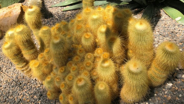 10 Crazy Plants with Spiky Leaves - Best Spiky List [2024]