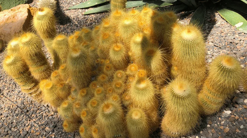 Yellow Tower Cactus (Parodia leninghausii)