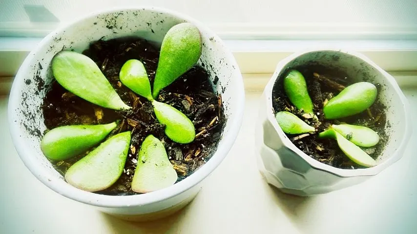 You can group together the Jade plant cuttings before placing them in the pot