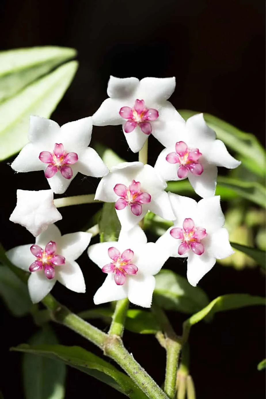 You can grow Hoya Carnosa, another climbing variety of Hoya, next to a brightly lit window