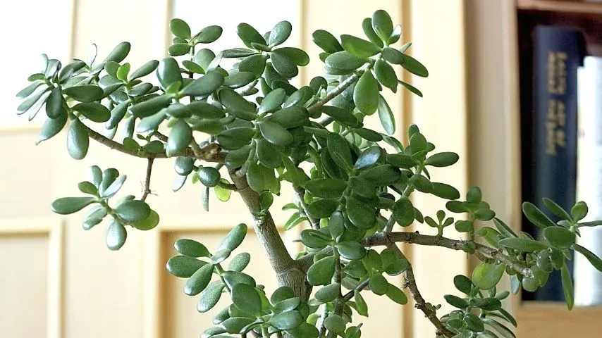 You can grow your Jade plant into a small tree or shrub indoors if you properly supervise its care