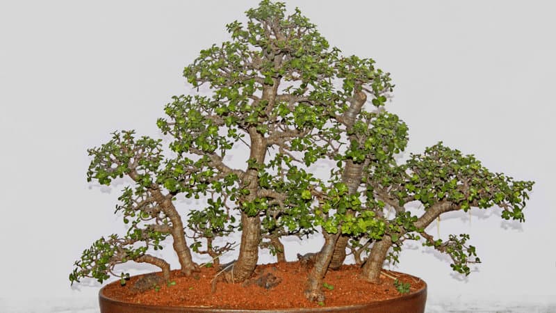 You can replant the Jade bonsai plant over a couple of years