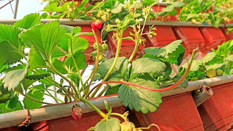 You can simply let the strawberry runners grow for you to create a whole garden filled with strawberries