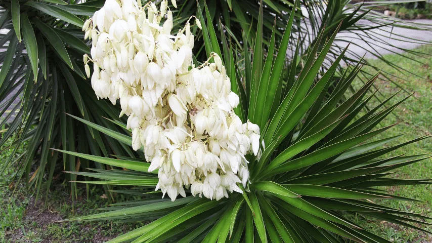 Yucca privacy plant that graces many balconies