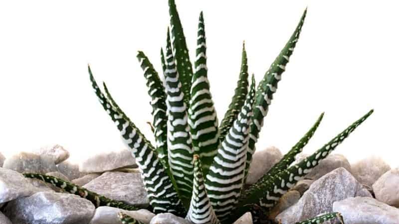 The Zebra Cactus is one of the cactus varieties you can grow in an office with windows 