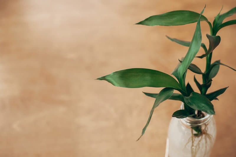 If you're growing a bamboo plant in a pot indoors, make sure to water it 3-4 times weekly