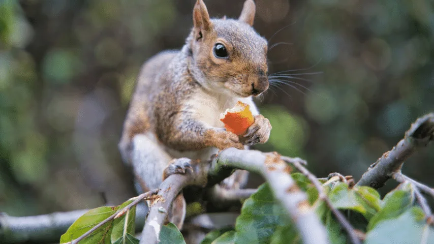 10 Best Tips How to Keep Squirrels Away From Fruit Trees