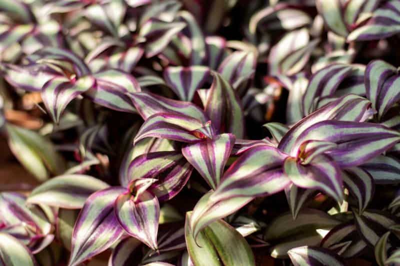 The Wandering Jew (Tradescantia) is another attractive houseplant you can grow in a container with coco liner