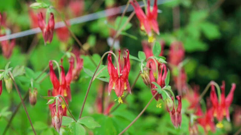 Wild Columbine aren't just pretty to look at; they also add to the liveliness of the region beneath the trees
