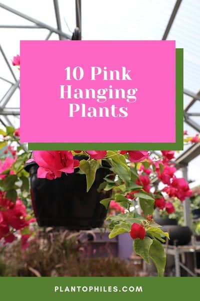 10 Pink Hanging Plants