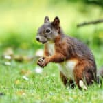 10 Tips how to keep squirrels away from fig trees