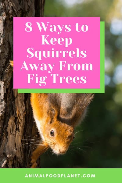 8 Ways to Keep Squirrels Away From Fig Trees