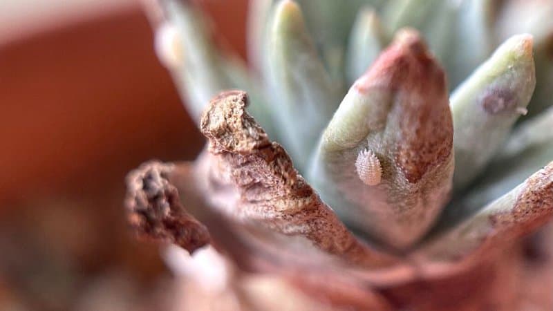 A mealybug infestation on your succulents causes them to lose vigor and dry out from the inside out