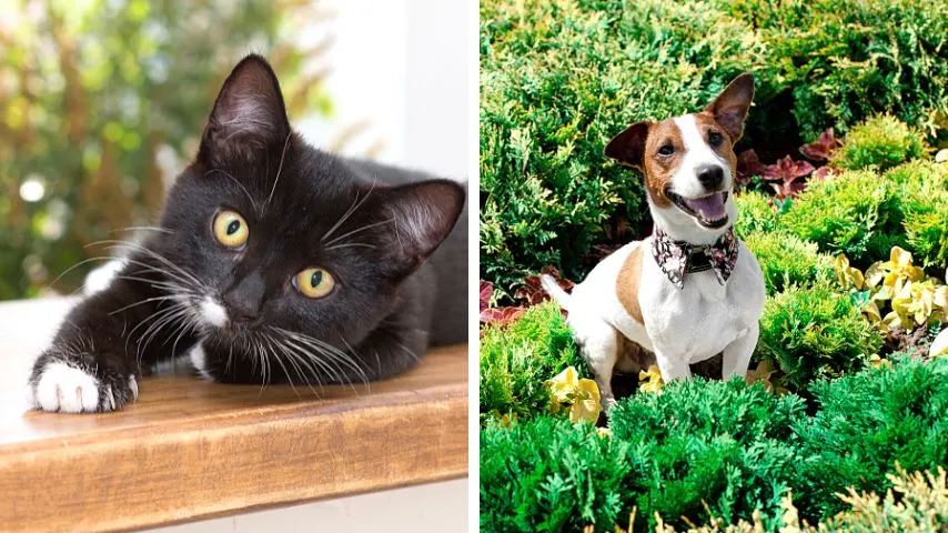 Adopting cats and dogs like Jack Russel Terriers help defend your succulents from rodents