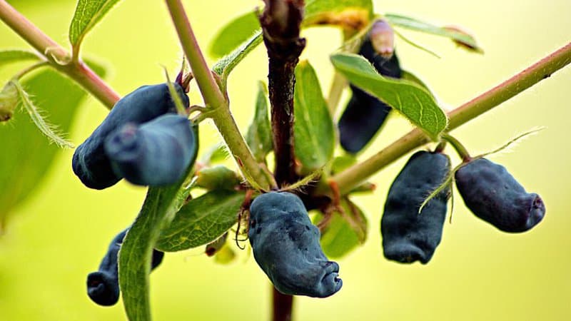 Another shrub that grows blue-colored yet oval berries is the blue honeysuckle, aka the "honeyberry"