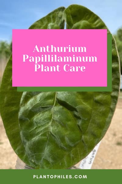 Anthurium Papillilaminum Plant Care