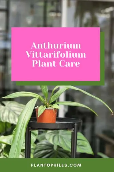 Anthurium Vittarifolium Plant Care