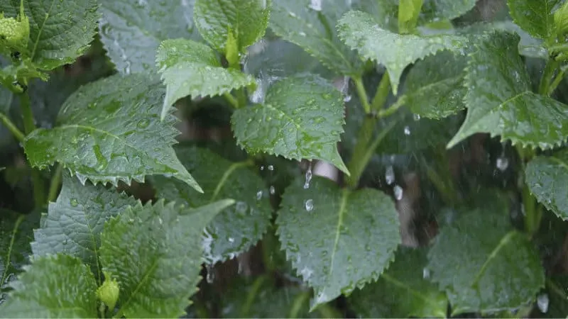 Bigleaf Hydrangea and smooth Hydrangea are water-loving plants as they require more water for their growth
