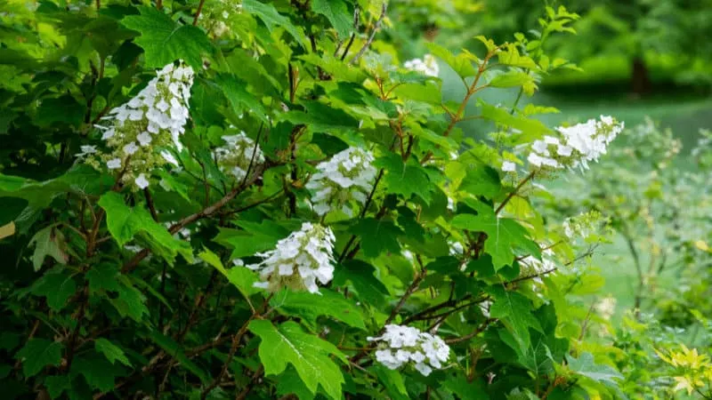 Oakleaf Hydrangea look similar to the oak tree
