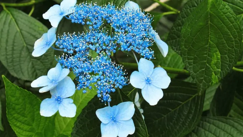 Bigleaf Hydrangea