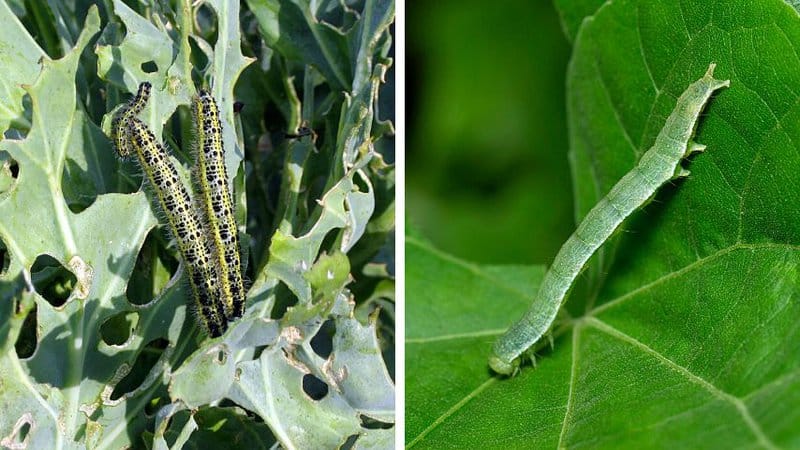 Cabbage worms and cabbage loopers are some of the worms that love to eat broccoli leaves
