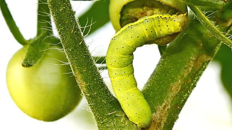 Cutworms typically eat the base of your tomato plants at nighttime, making them hard to spot