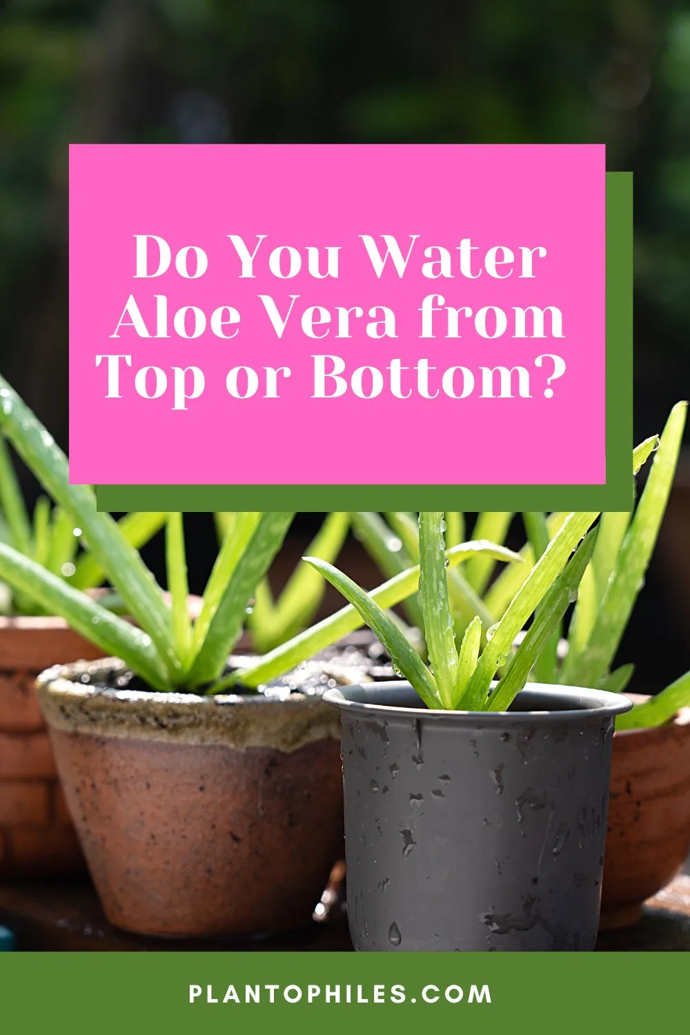 Do You Water Aloe Vera from Top or Bottom?