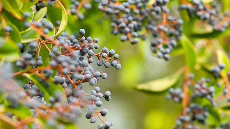 Elderberry plants produce dark blue-colored berries that grow in clusters and are used for various purposes