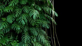 Tips for Growing Epipremnum Pinnatum