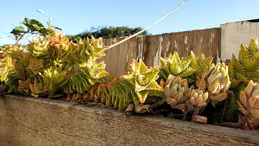 Fencing is the best option to defend your succulents from the deer that eat them