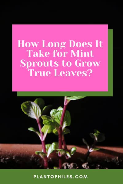How Long Does It Take for Mint Sprouts to Grow True Leaves?