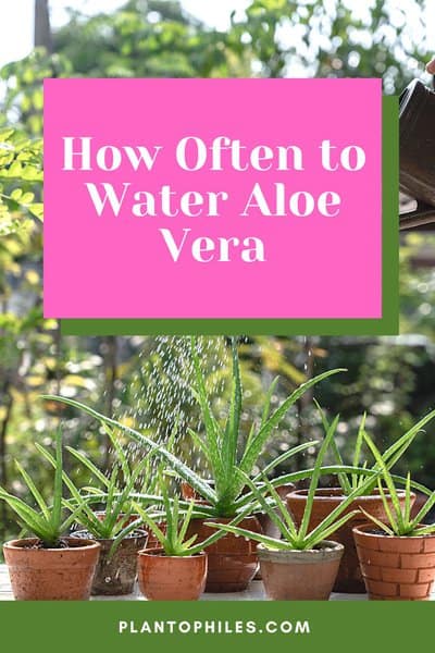 How Often to Water Aloe Vera
