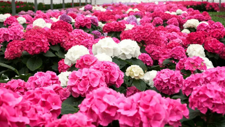How To Grow and Care For Hydrangeas