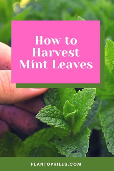 How to Harvest Mint Leaves