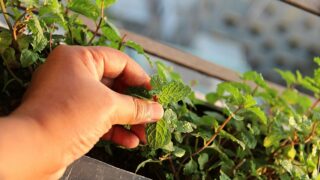 How to Harvest Mint Leaves