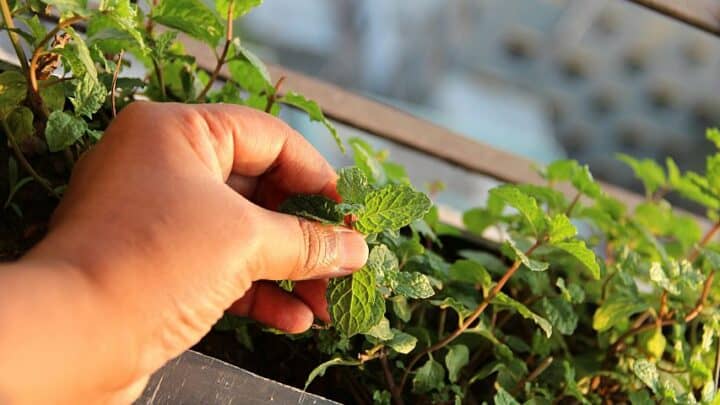 How to Harvest Mint Leaves — #1 Best Tips