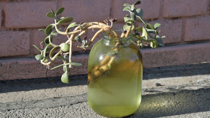 How to Propagate a Jade Plant in Water? #1 Best Guide