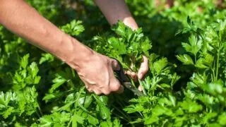 How to Prune Parsley