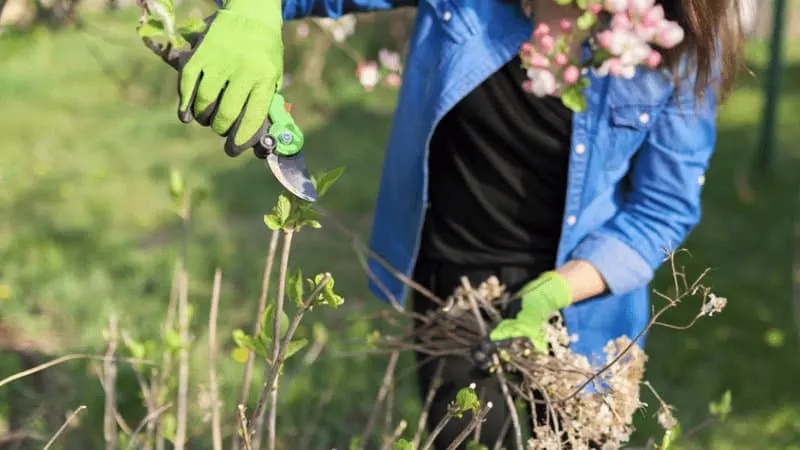 Hydrangea Propagating by stem cutting