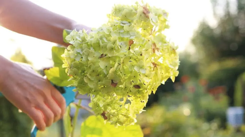 Hydrangea Pruning during the wrong time can interfere with the blooming of the plants