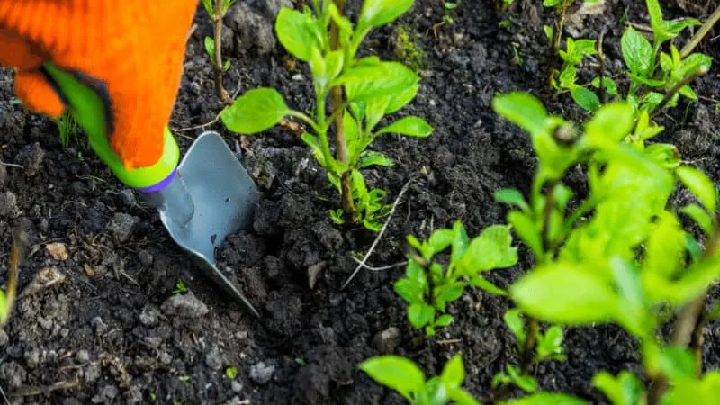 Hydrangea can root directly into the ground without cutting it into a shrub till the last step of propagation