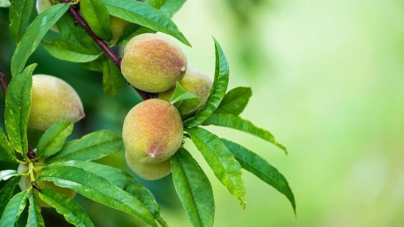 If you grow a peach sapling that's either a year or two years old, it will grow fruits a year after you plant it